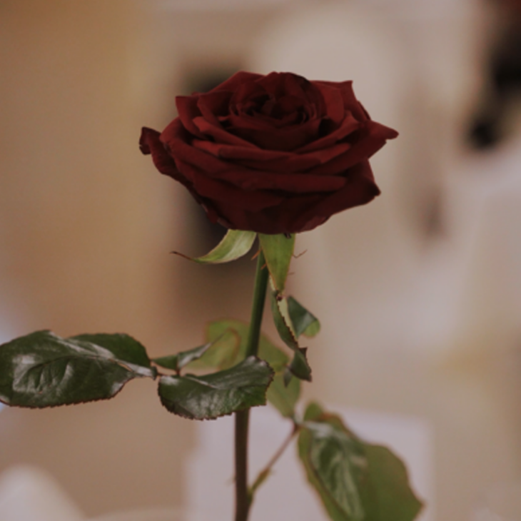 ŚWIĘTO SMAKÓW W PAŁACU BRUNÓW Z FORTEPIANEM W TLE!